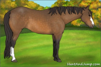 Horse Color:Buckskin 