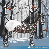 Horse Color:Brown Appaloosa 