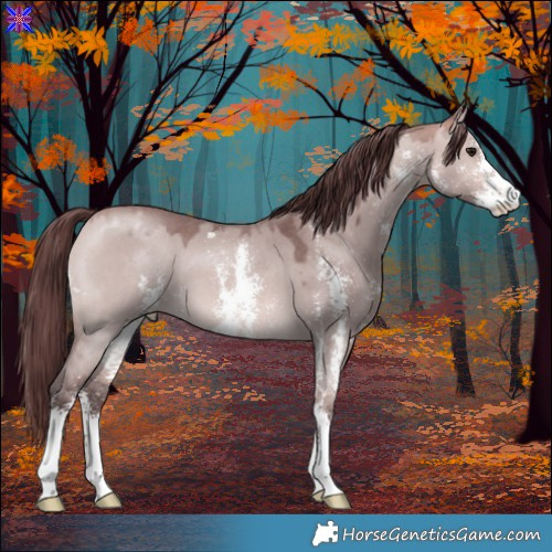 Horse Color:Platinum Chocolate Bay Dun Sabino 