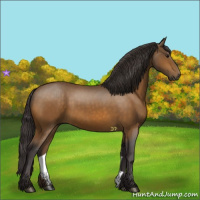Horse Color:Buckskin 