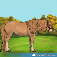 Horse Color:Chestnut and Chestnut