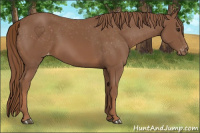 Horse Color:Chestnut Varnish 
