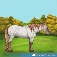 Horse Color:Liver Red Dun Roan Rabicano 