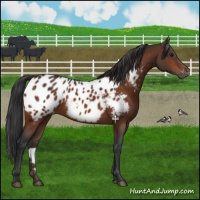 Horse Color:Bay Appaloosa 