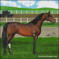 Horse Color:Bay Appaloosa 