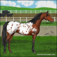 Horse Color:Bay Appaloosa 