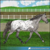 Horse Color:Grullo Appaloosa 