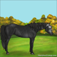Horse Color:Gray Black 