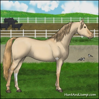 Horse Color:Red Dun 