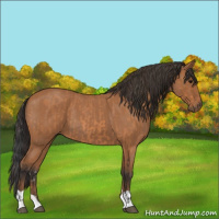 Horse Color:Bay Roan and Bay Roan