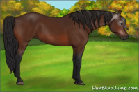 Horse Color:Gray Bay 