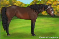 Horse Color:Gray Bay 