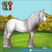 Horse Color:Gray Chestnut 