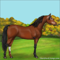 Horse Color:Gray Bay 
