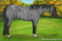 Horse Color:Blue Roan Tobiano 