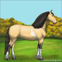 Horse Color:Buckskin Tobiano