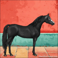 Horse Color:Gray Brown 