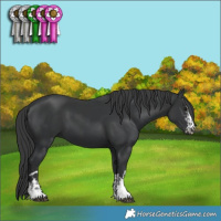 Horse Color:Black  and Black 