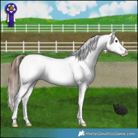 Horse Color:Brown Appaloosa 