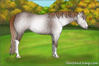 Horse Color:Gray Chestnut 