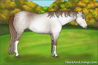 Horse Color:Gray Chestnut 