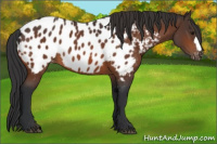 Horse Color:Bay Appaloosa 