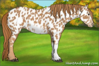Horse Color:Chestnut Frame Appaloosa 