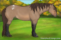 Horse Color:Bay Dun Appaloosa