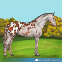 Horse Color:Unknown 