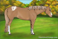 Horse Color:Chestnut Appaloosa 