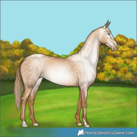 Horse Color:Gray Gold Champagne Pearl