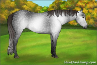 Horse Color:Gray Liver Chestnut 