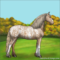 Horse Color:Chestnut  and Chestnut Appaloosa 