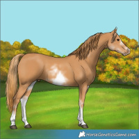 Horse Color:White Spotted Chestnut Sabino Frame 