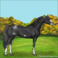 Horse Color:White Spotted Black Sabino Frame 
