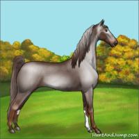Horse Color:Gray Chestnut 