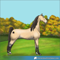 Horse Color:Buckskin Splash 