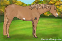 Horse Color:Chestnut Frame 