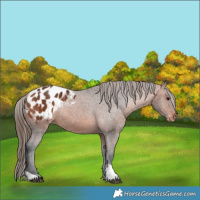 Horse Color:Bay Appaloosa  and Bay Appaloosa 