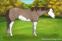 Horse Color:Classic Champagne Splash 