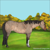 Horse Color:Brown Dun  and Brown Dun 