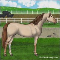 Horse Color:Red Dun 