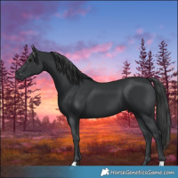 Horse Color:Black 