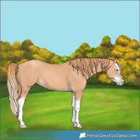 Horse Color:Gold Champagne Splash 