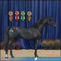 Horse Color:Black Appaloosa 