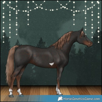 Horse Color:Liver Chestnut Tobiano Rabicano
