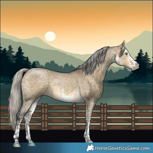 Horse Color:White Spotted Silver Buckskin Dun 