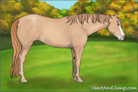 Horse Color:Gold Champagne Splash