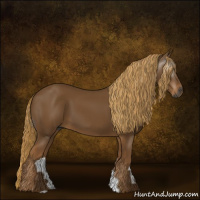 Horse Color:Gray Chestnut 