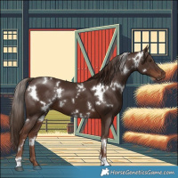 Horse Color:White Spotted Liver Chestnut 
